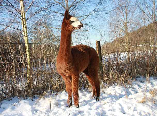 alpaka-stute-31-seite-jumper.jpg